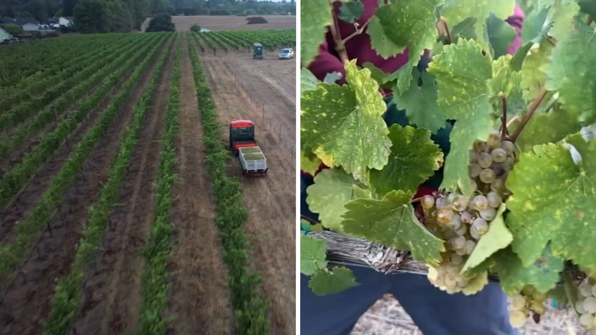 Source-feed image associated with Livermore Valley grape harvest begins ahead of schedule due to warm weather