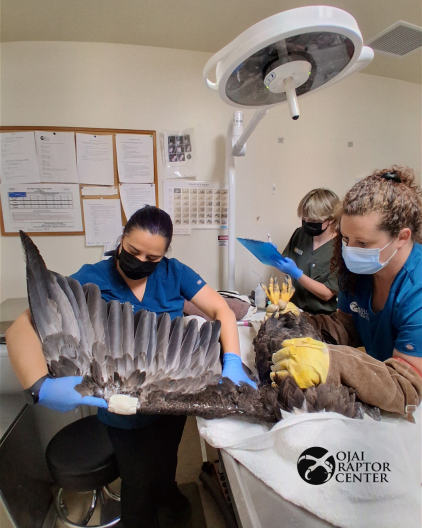 Source-feed image associated with Big Bear’s rescued bald eagle believed to be Jackie in ‘critical’ condition, wildlife rehab says