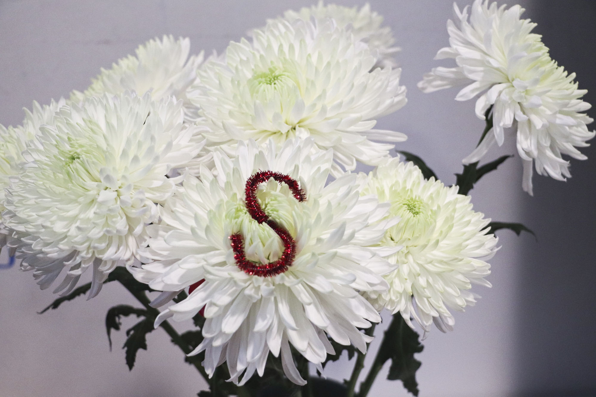 Source-feed image associated with Silicon Valley Used to Be Carpeted With Flower Farms