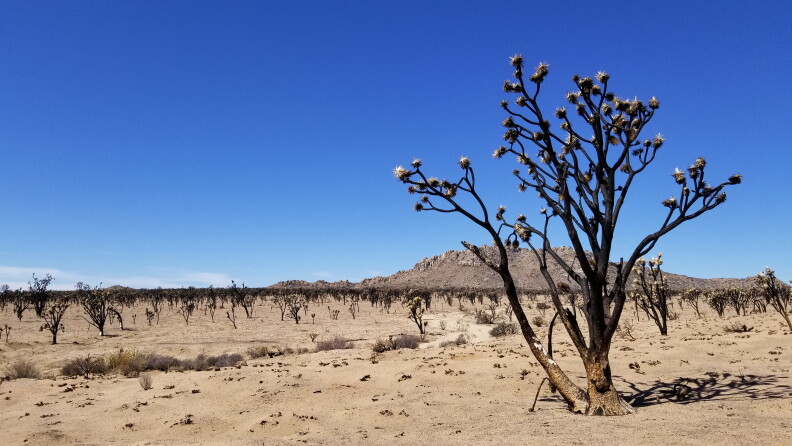 Source-feed image associated with Scientists find thriving fungi, a hopeful sign where 1.3 million Joshua trees were burned