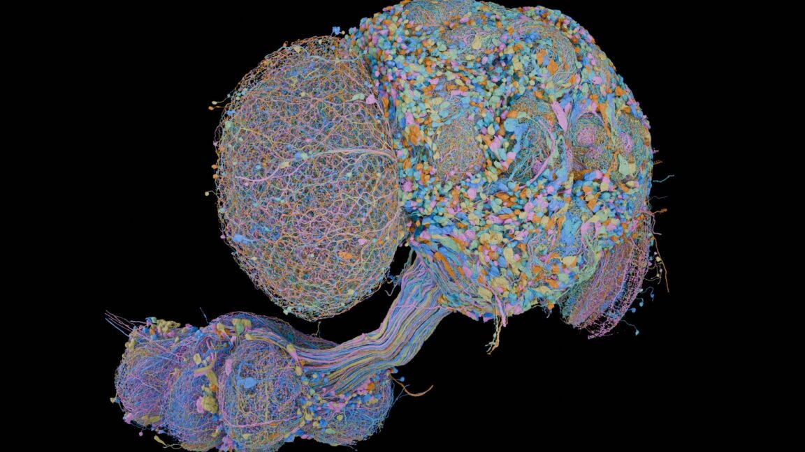 Source-feed image associated with Second complete map of a fruit fly brain completed