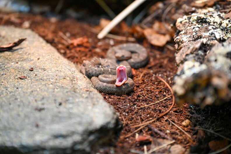 Source-feed image associated with Get rattled! LA Zoo has new baby snakes as part of endangered species program