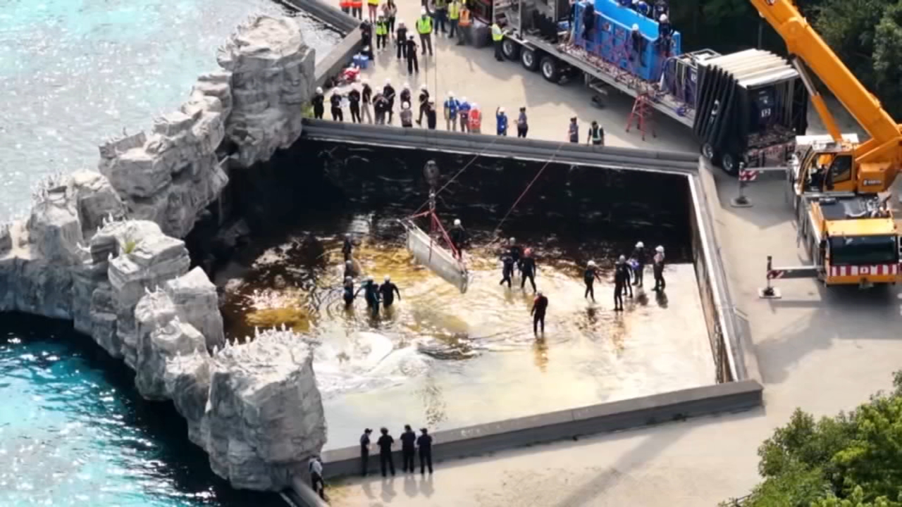 Source-feed image associated with Beluga whale dies at Chicago's Shedd Aquarium days after rescue effort from Marineland park in Ontario, Canada