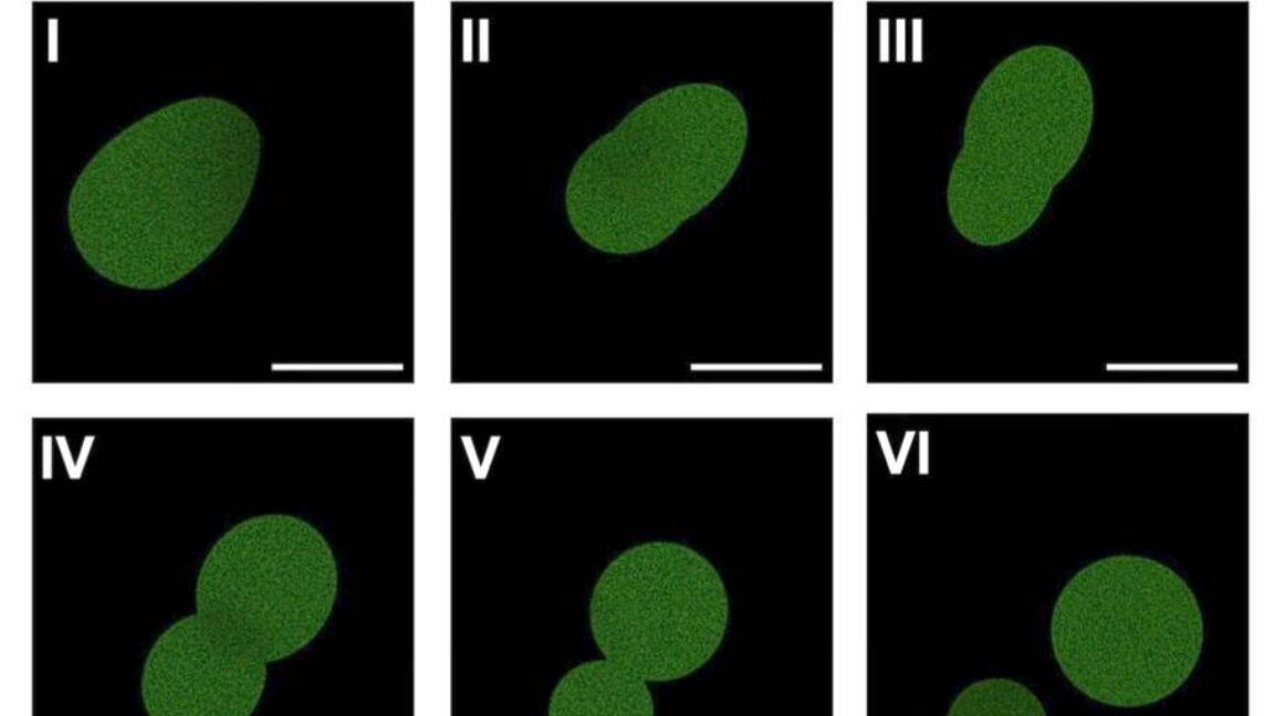 Source-feed image associated with Artificial cell manages a few rounds of cell division