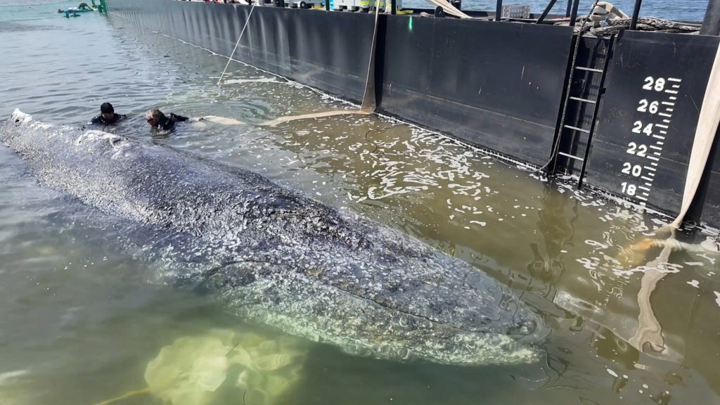 Source-feed image associated with Autopsy planned for dead humpback whale brought ashore in Denmark