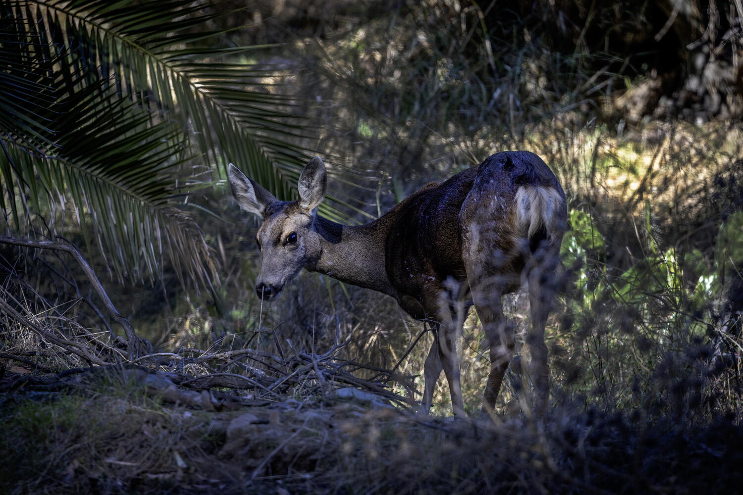 Source-feed image associated with Killing of Catalina Island's mule deer has begun, official confirms