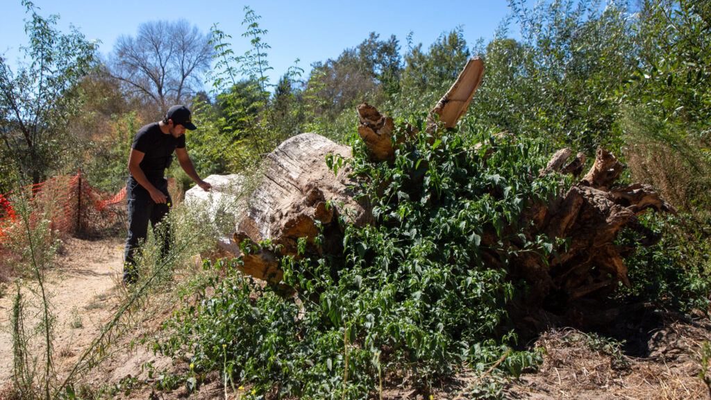 Image from linked report: Monitoring invasive beetles in Santa Cruz County