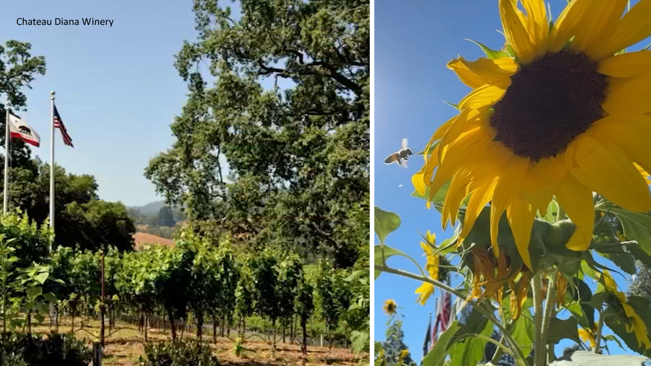 Source-feed image associated with Healdsburg winery replaces grapevines with thousands of sunflowers as industry struggles