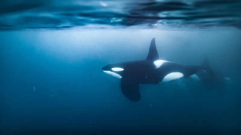 Source-feed image associated with Watch an orca ram into a sunfish so hard it explodes