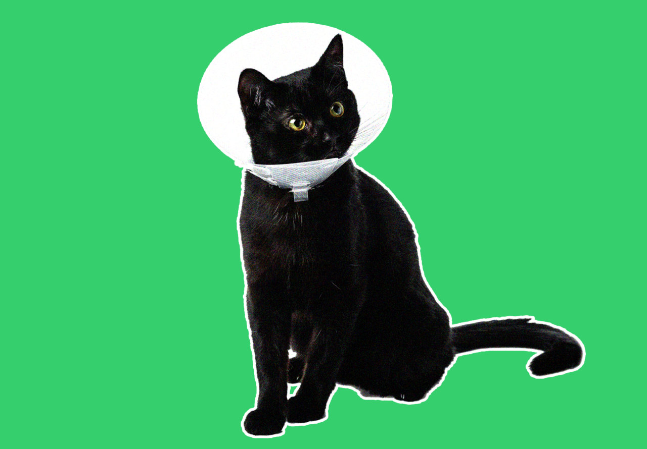 Source-feed image associated with Pet insurance or savings account: What’s the best way to plan for a big vet bill?