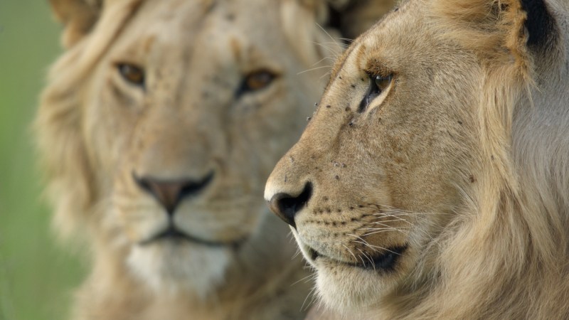 Source-feed image associated with A new documentary shows what growing up lion is really like