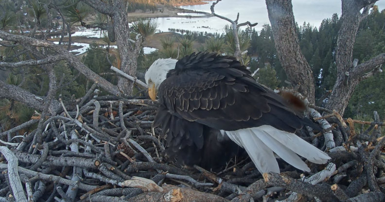 Source-feed image associated with The latest on the Big Bear eagle drama: Does Shadow know Jackie is alive?