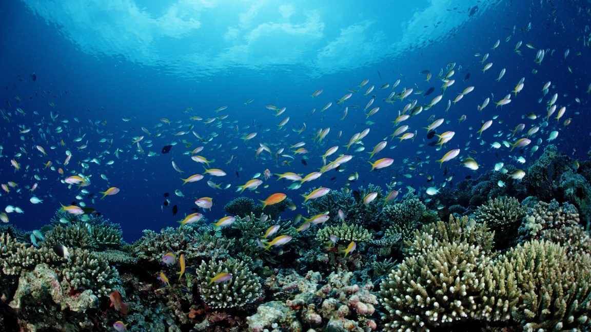 Source-feed image associated with NOAA is putting commercial fishing ahead of conservation
