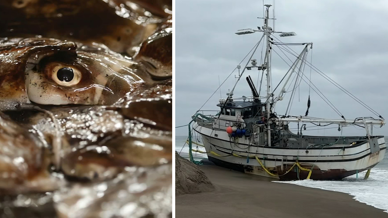 Source-feed image associated with Tons of 'nasty' rotting squid in grounded boat at Point Reyes beach creating challenge for crews