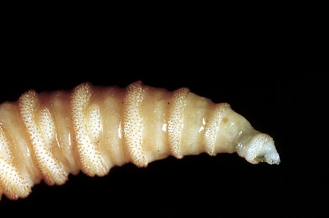 Source-feed image associated with Flesh-eating screwworms feast on humans in Mexico; human cases top 500