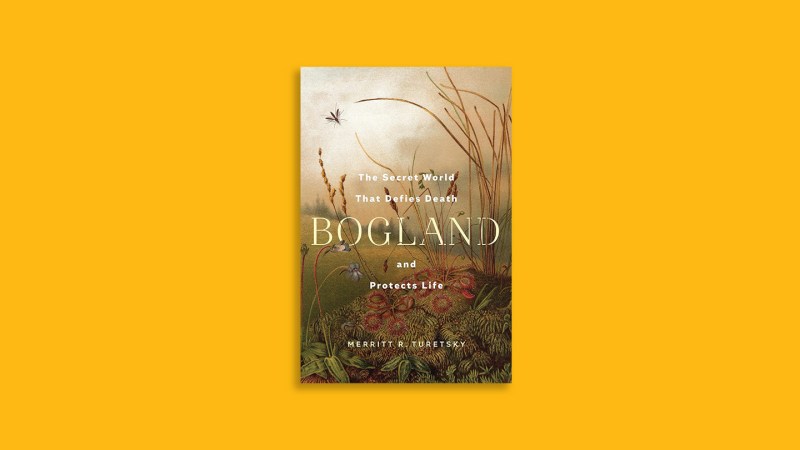 Source-feed image associated with ‘Bogland’ explores beautifully strange ecosystems