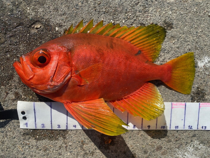 Image from linked report: Sharks, sea snakes and weird fish: El Niño brings unusual marine life to Southern California