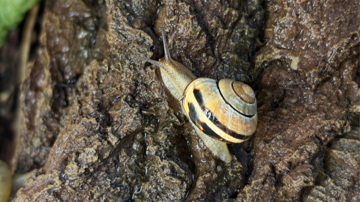 Source-feed image associated with How snails engineer their slime