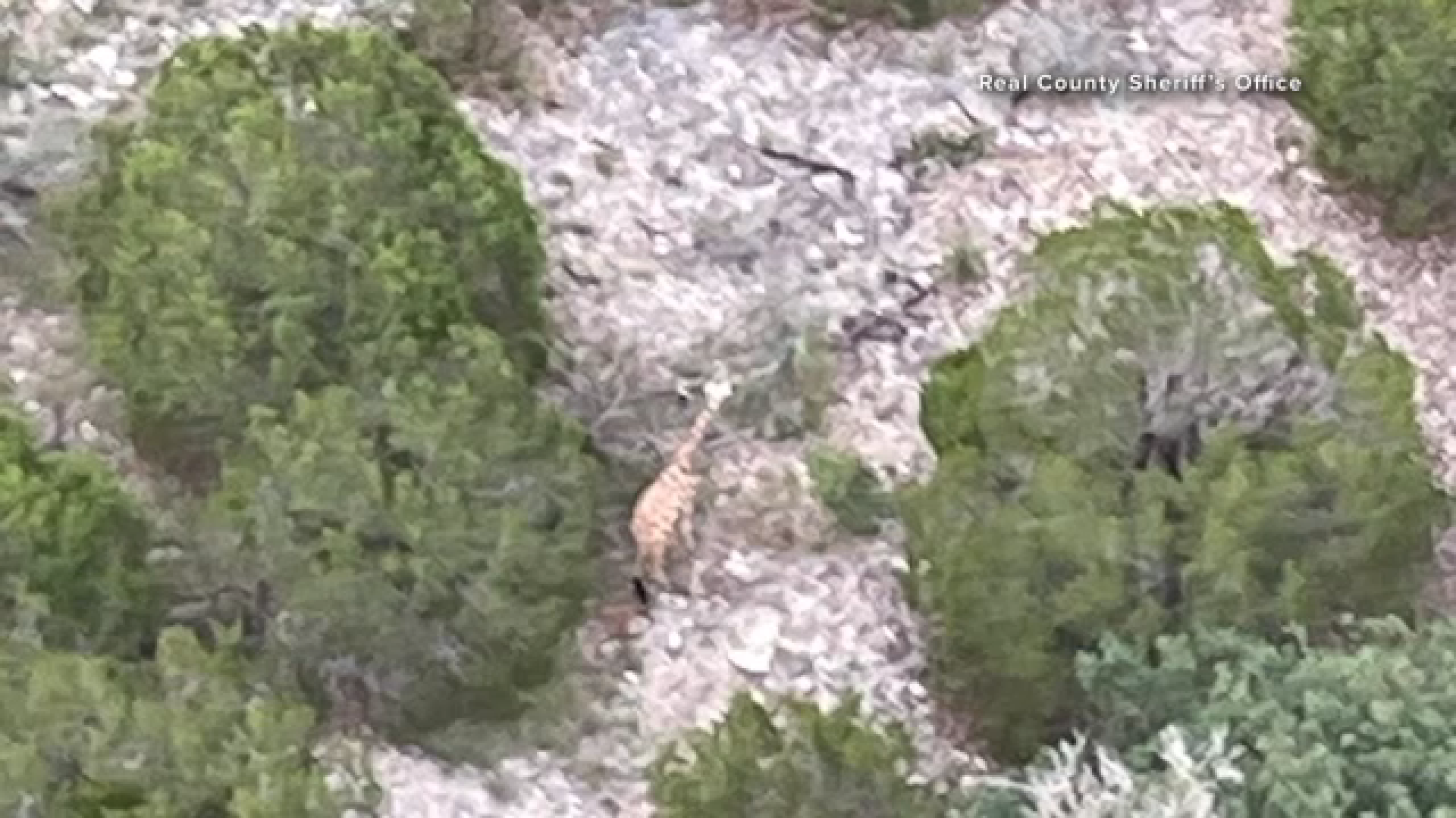 Source-feed image associated with Gracie the Giraffe, who was on the loose in Texas Hill Country, found safe, authorities say