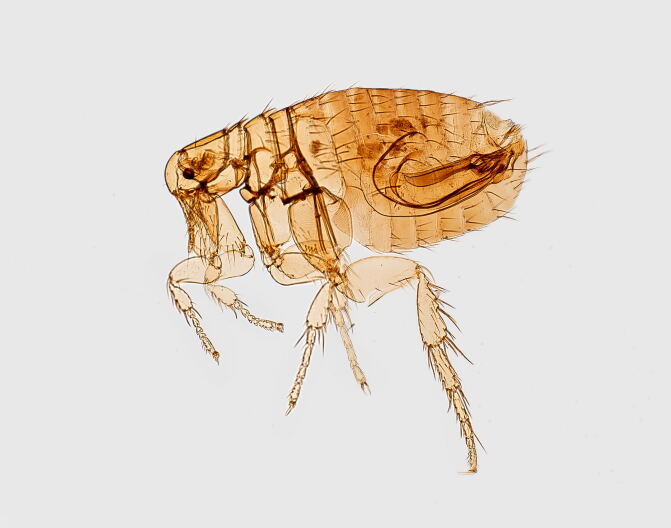 Source-feed image associated with Typhus cases continue to tick up in LA County. Here's how you can protect yourself