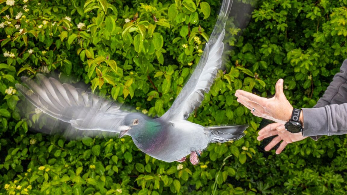 Source-feed image associated with How pigeons exploit magnetic fields for navigation
