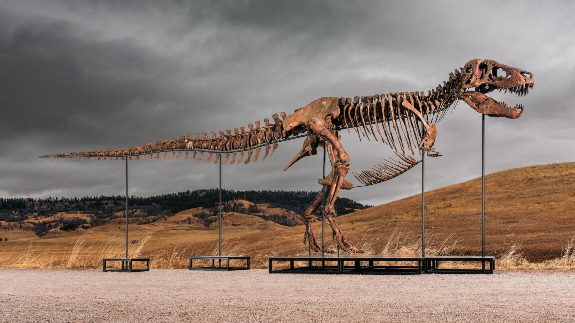 Source-feed image associated with Sotheby's big T. rex auction raises concerns hype and wealth are upending science