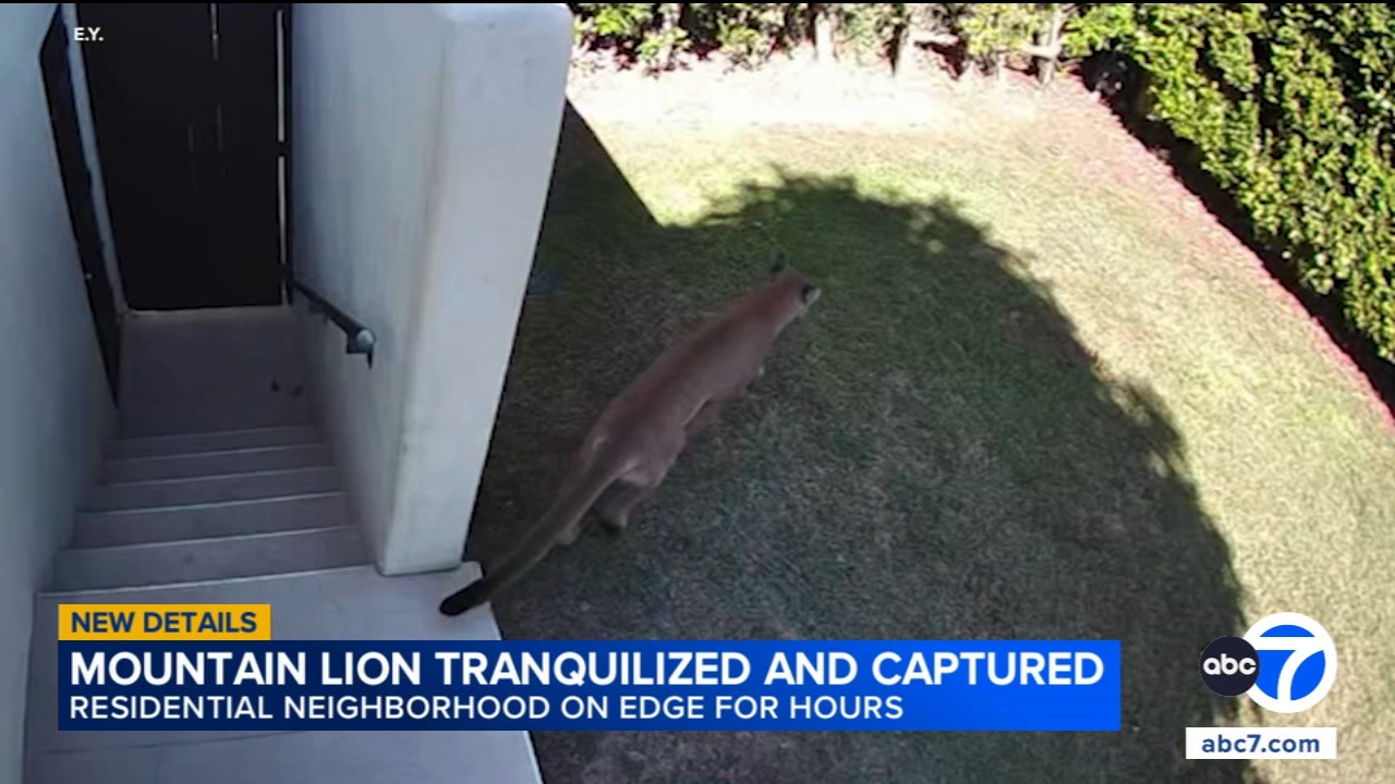 Source-feed image associated with Mountain lion tranquilized, captured after roaming Santa Monica neighborhood
