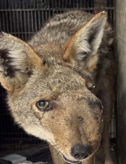Source-feed image associated with Coyote with pellets in her head euthanized after being rescued in Studio City