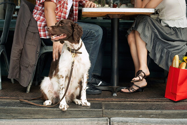 Source-feed image associated with Do dogs belong in restaurants? We have strong feelings. Do you?