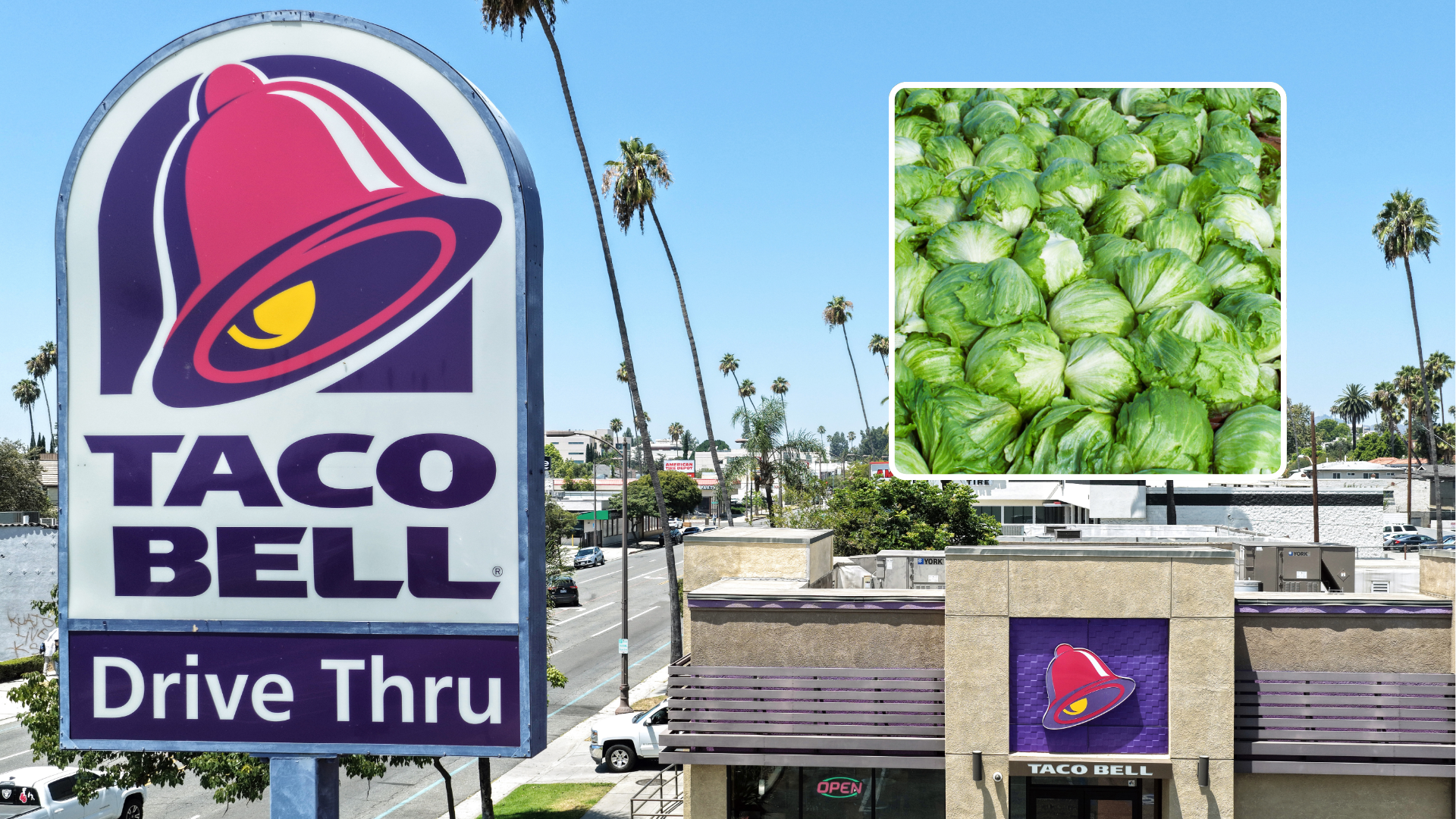 Source-feed image associated with Cyclosporiasis outbreak linked to shredded lettuce served at some Taco Bell locations: Source
