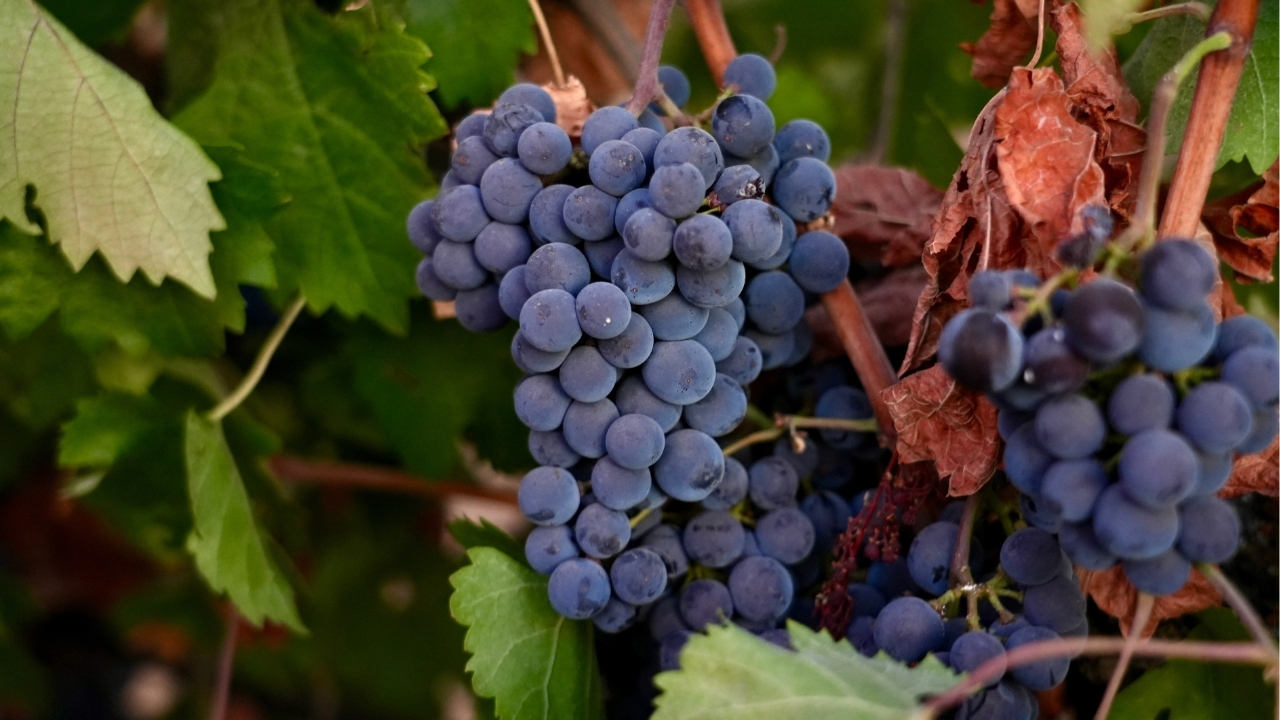 Image from linked report: California farmers are struggling to sell grapes as demand for wine drops