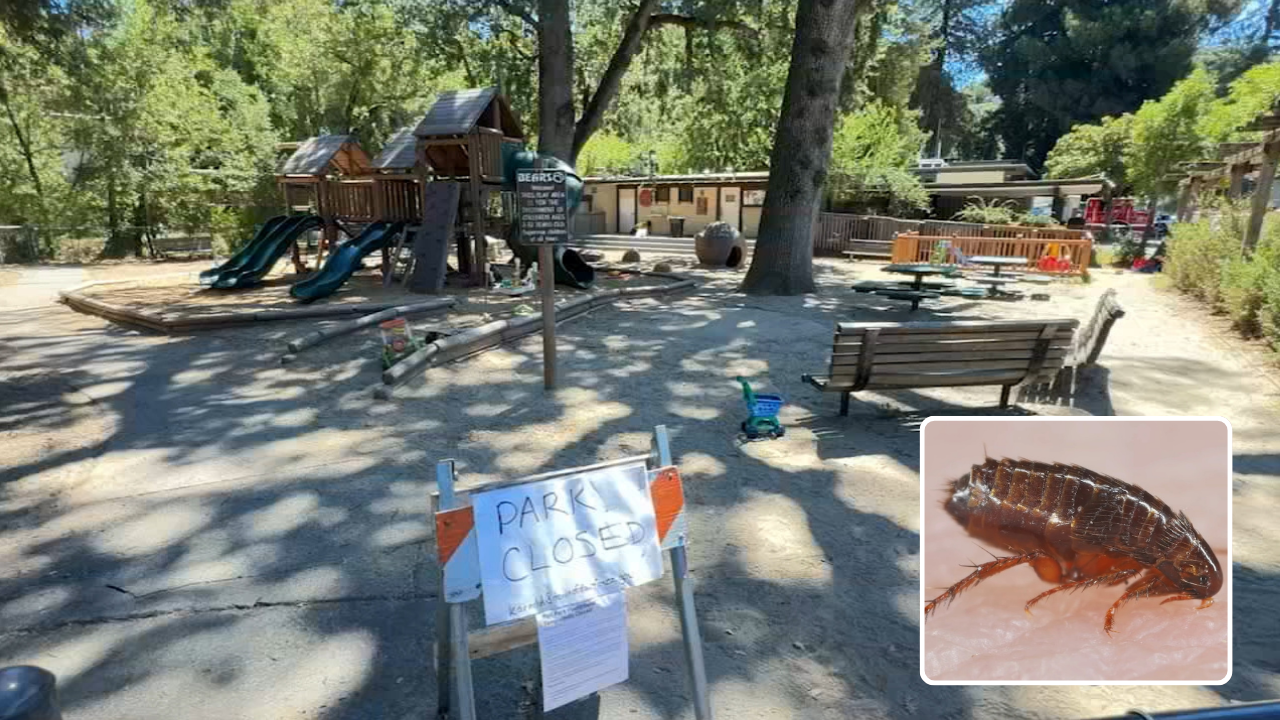 Source-feed image associated with Flea infestation closes popular North Bay playground, town's pesticide ban forces non-toxic cleanup