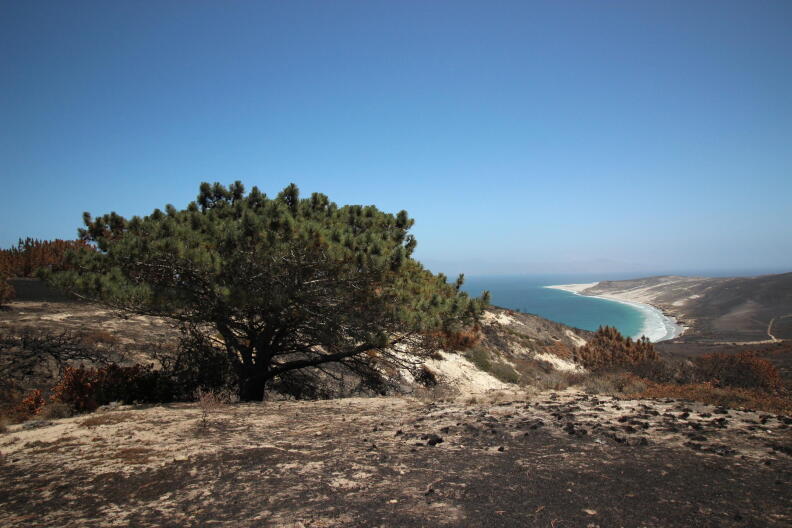 Image from linked report: After major fire, the race is on to protect what remains of Santa Rosa Island’s Torrey pines