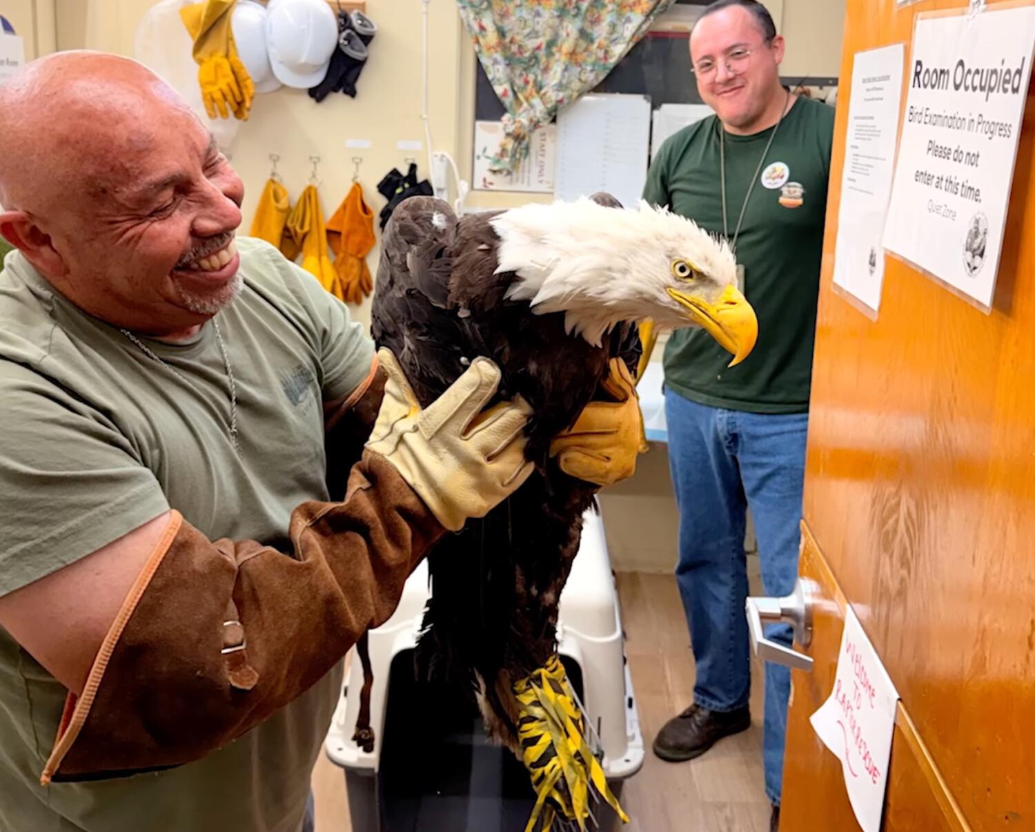 Source-feed image associated with Found weak and disheveled, rescued eagle — probably Big Bear's Jackie — receiving care in Ojai