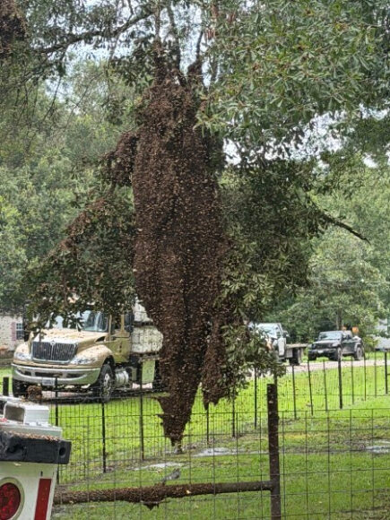Source-feed image associated with Millions of Honeybees Escape After Texas Semitrailer Crash