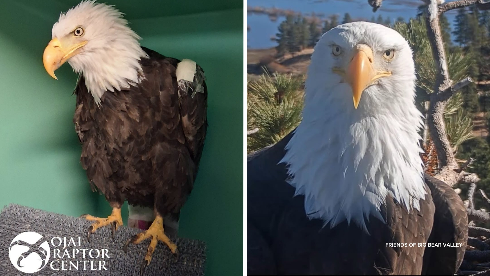 Source-feed image associated with Beloved Big Bear eagle Jackie dies after prolonged illness, wildlife officials say