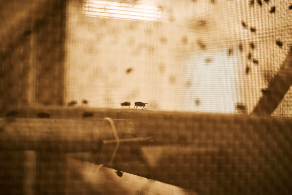 Source-feed image associated with Deadly Screwworm’s Leap Into the US Mystifies Health Experts