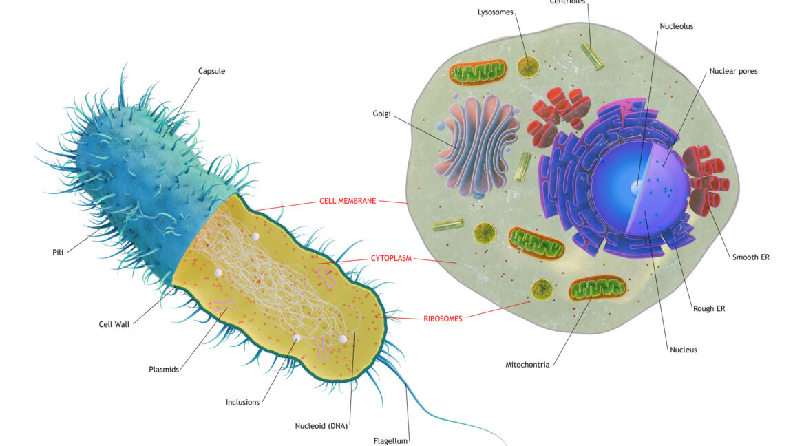 Source-feed image associated with The first complex cells had genes from a complex mix of species