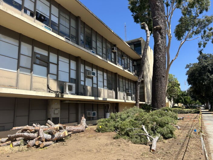 Source-feed image associated with Pasadena Unified’s plan to cut down nearly 200 trees angers residents