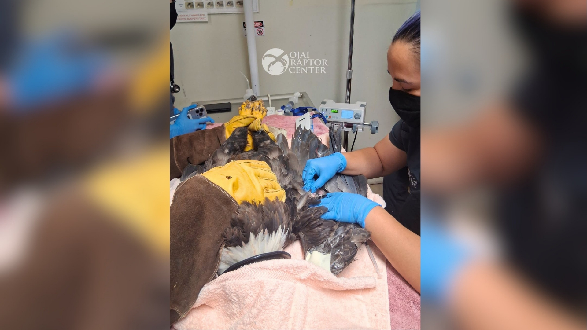 Source-feed image associated with Jackie still critical after life-saving blood transfusion but shows improvement, vet team says