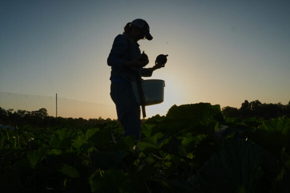 Source-feed image associated with Specialty Farmers Adapt Harvests to Extreme Heat