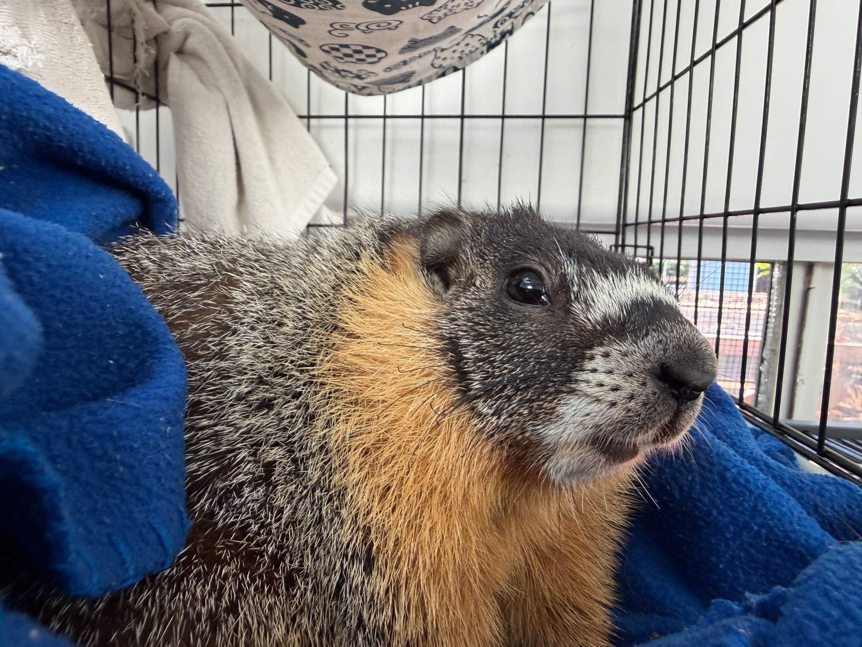Source-feed image associated with San Francisco Wildlife Rescue Searches for Origin of Mystery Marmot
