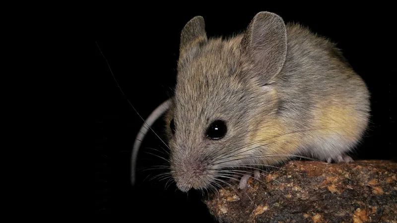 Source-feed image associated with Summit living isn’t a problem for this tiny mouse