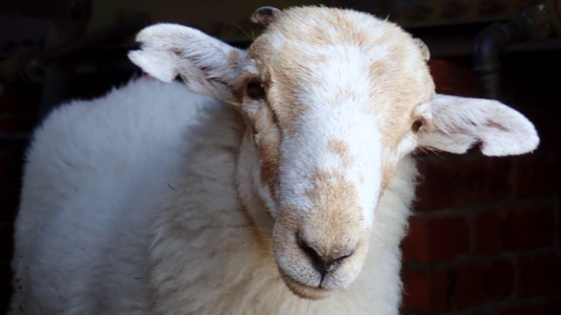 Source-feed image associated with Medieval manuscripts are "biological time capsules" for deadly sheeppox virus