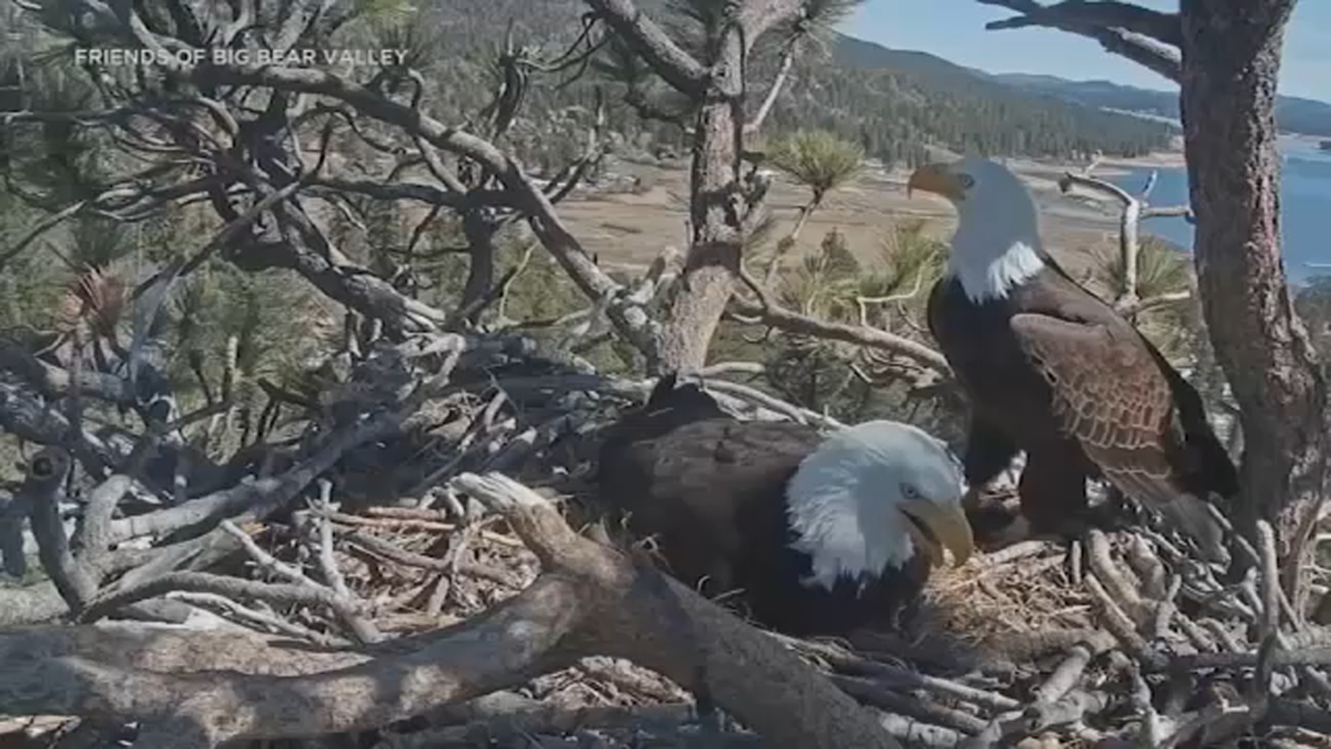 Source-feed image associated with Big Bear eagles: What's next for Shadow after death of his mate Jackie?