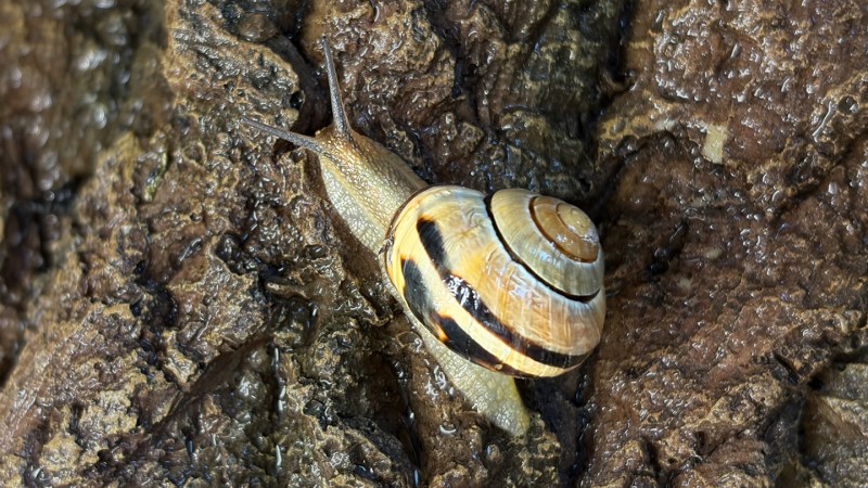 Source-feed image associated with Snail slime does many jobs thanks to calcium
