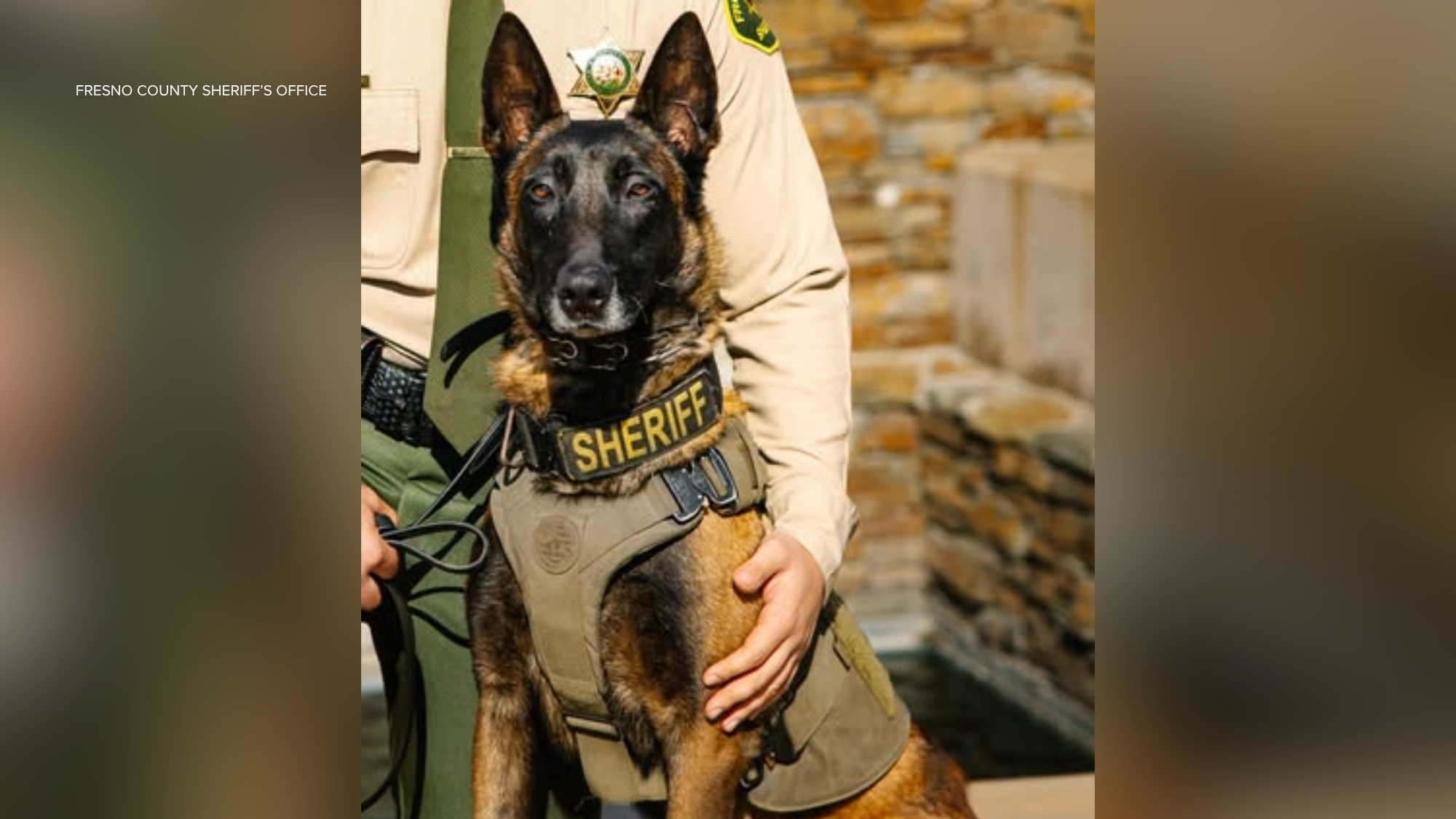 Source-feed image associated with Sheriff's office K-9 killed in hit-and-run after being spooked by fireworks