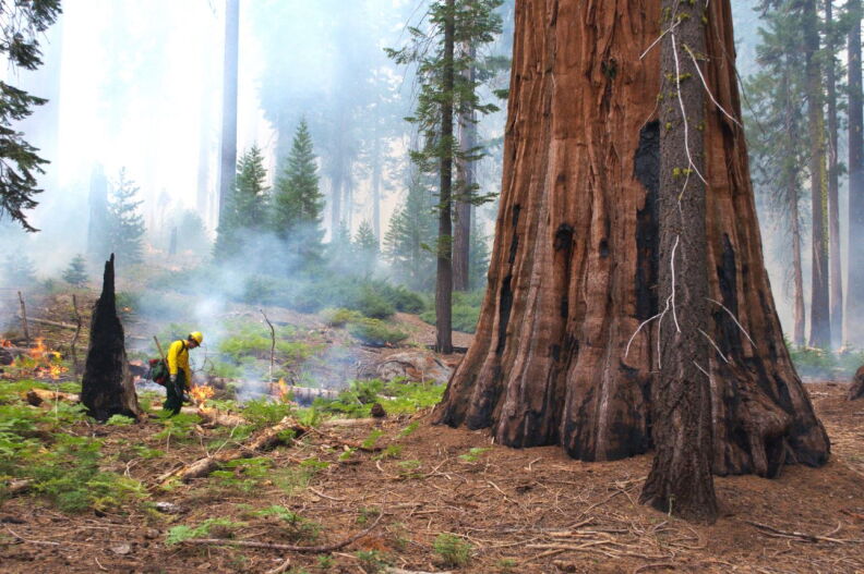 Source-feed image associated with The key to protecting California’s giant sequoias from wildfire — controlled fires