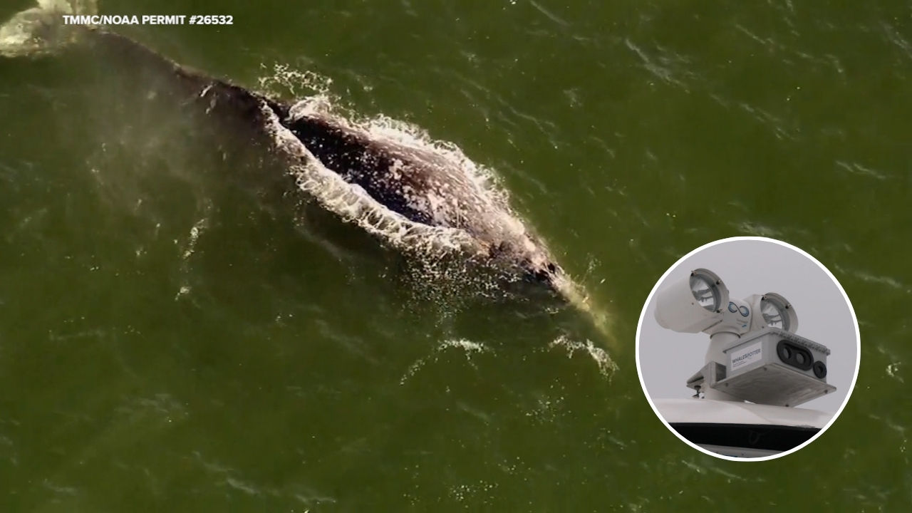 Source-feed image associated with New AI cameras providing Bay Area researchers insight into gray whale behavior