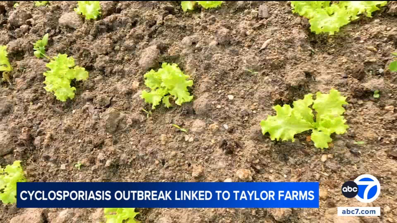Source-feed image associated with Cyclosporiasis outbreak: Taylor Farms recalling all central Mexico iceberg lettuce from US market